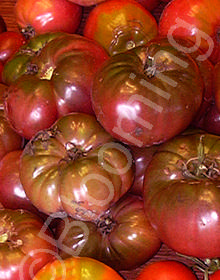 Solanum lycopersicum 'Paul Robeson'